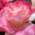 Valerie Dawidczik's profile image