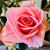 Vicki Stojkovic Regenold's profile image
