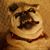 Matt Shefke's profile image