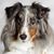 Sheltie Quincy's profile image
