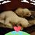 Elizabeth Craig's profile image