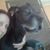 Britta Belchamber's profile image