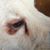 John Gemmell's profile image