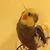 Spike Atkinson's profile image