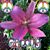 Tonia R. Albright's profile image
