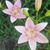 Cindy Gibson's profile image