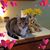 Laura A. Davis's profile image