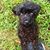 Susan Gonsalves Gallagher's profile image