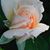 Marian Pickett's profile image