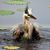 Paula DuBos Armbruster's profile image
