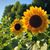 Rhonda Swartzbaugh's profile image