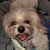 Sharon N Anthony Iannotti's profile image