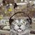 Gabriel Santiago Gracida's profile image