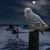 Diane Goodwin's profile image