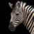 Sherry Merritt Christiansen's profile image