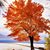 Tina Daniel Wheeler's profile image