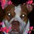 Patti Whittle's profile image