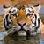 Tracey Mury's profile image