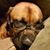Robin Stewart Pearl's profile image