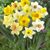 Debbie Meyers Tibbetts's profile image