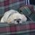 Sandra Johnson's profile image