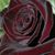 Fabiola Romero's profile image