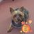 Sharon Goyke Neal's profile image