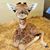 Diana Hinkel's profile image