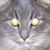 David Tyree's profile image