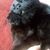 Nichole Giesken's profile image