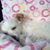 Anna Julian Rose's profile image
