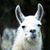 Luis Grine's profile image