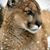 Leoncito Morales's profile image