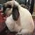 Sherry D. Shepherd's profile image