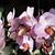 Carol Bottenfield's profile image