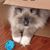 Ilze Schlanderer's profile image