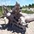Susan Liberantowski's profile image