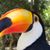 Gareth Rees's profile image