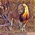 Deana Challis's profile image