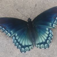 Cindy Brooks Moore's profile image