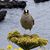 Olga Woolley's profile image