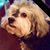 Candy Lentz's profile image