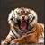 Jose Velez's profile image