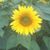 Nancy Dale's profile image