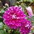 Danna Tomchick's profile image