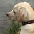 Lisa Rittenhouse's profile image
