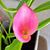 Sharon McDaniel Hughes's profile image