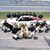 Steve Clark's profile image