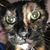 Victoria Katherine Brownlow's profile image