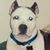 Chris Dohring's profile image